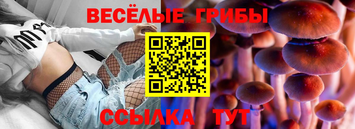 Псилоцибиновые грибы Psilocybine cubensis Ржев
